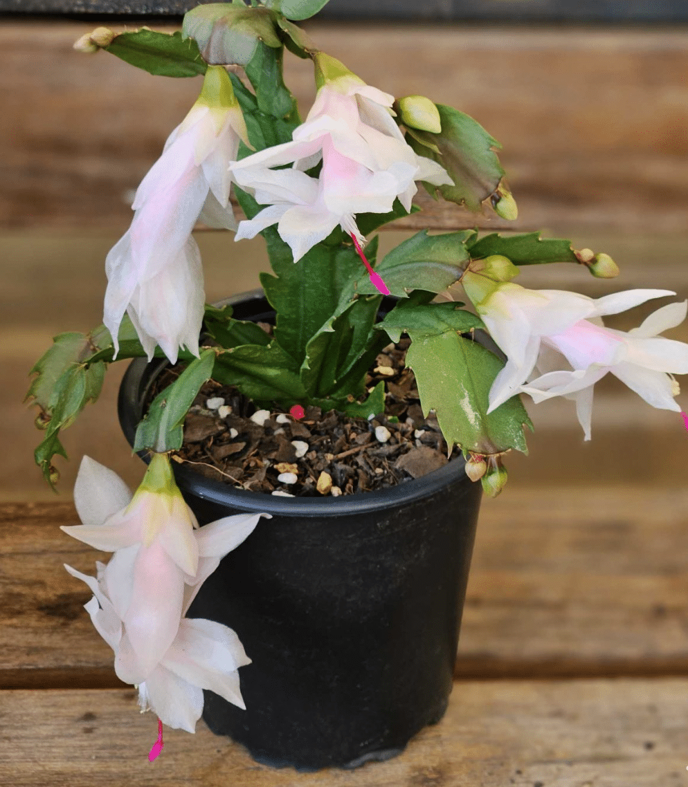 White Christmas Cactus